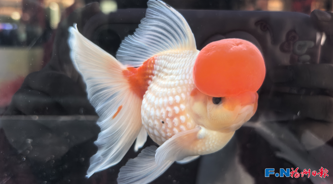 金鱼界的“顶流”来了！福州这场大赛，神仙打架！