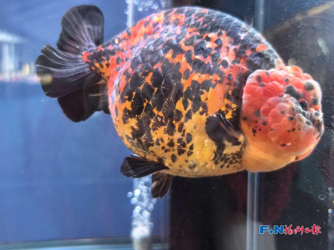 金鱼界的“顶流”来了！福州这场大赛，神仙打架！