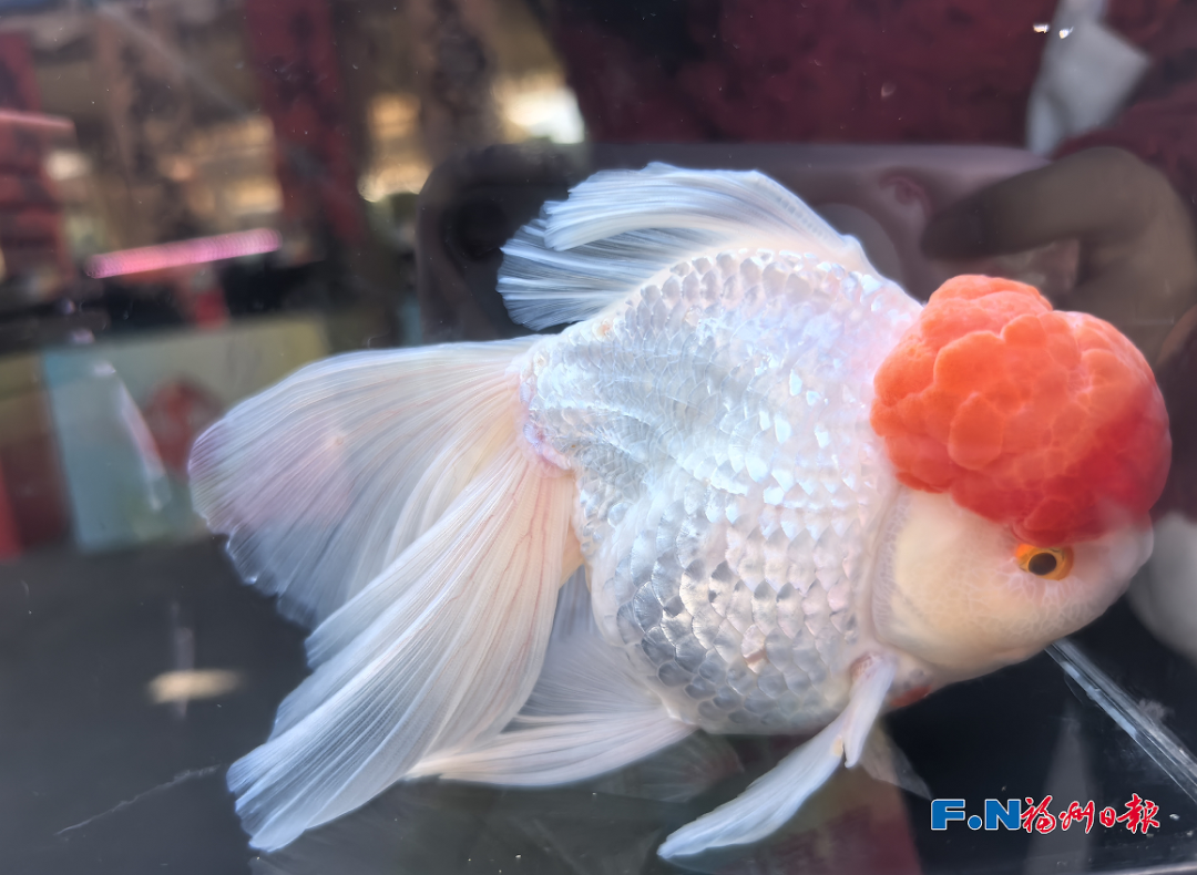 金鱼界的“顶流”来了！福州这场大赛，神仙打架！