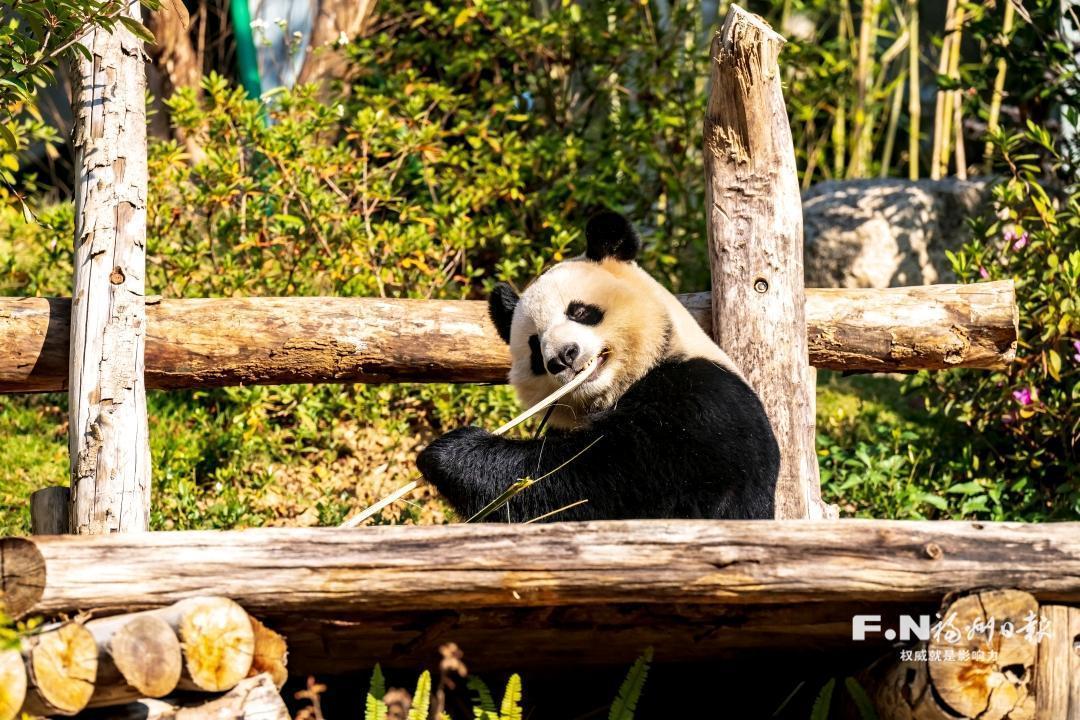 一段开园祝福视频 续写两岸熊猫情缘