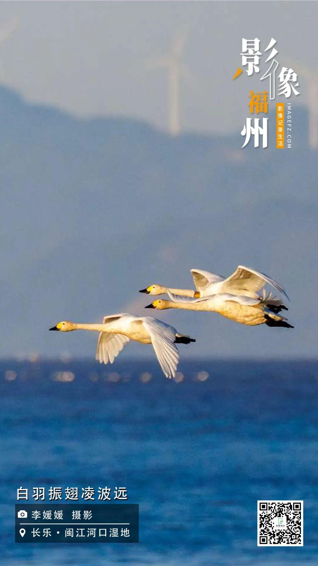 影像福州丨白羽振翅凌波远