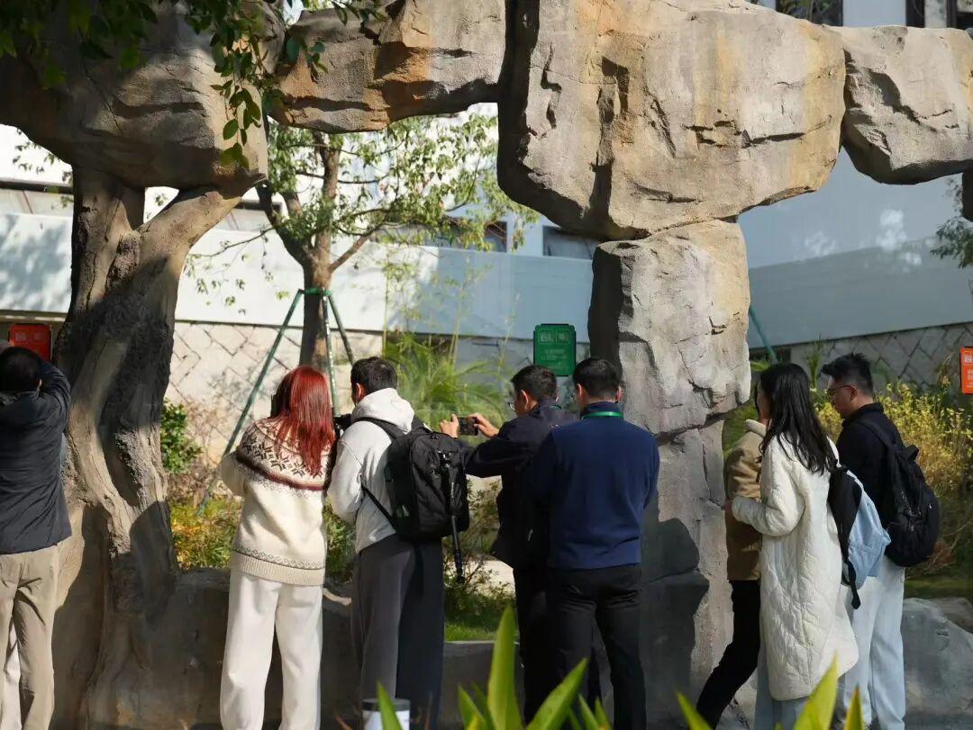 7000个!福州熊猫世界明天集中开放入园名额! 7000个!福州熊猫世界明天集中开放入园名额!