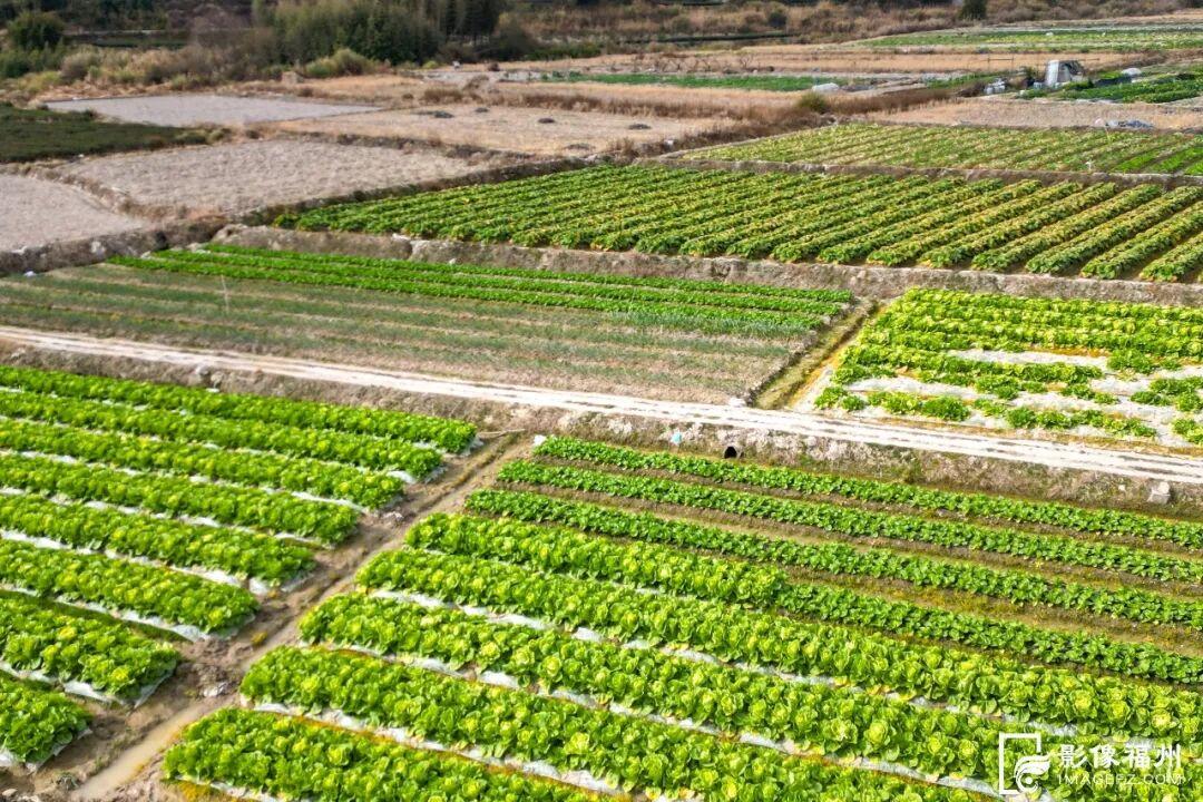 糯叽叽、甜如蜜！福州这些冬日限定美味你都吃过吗？