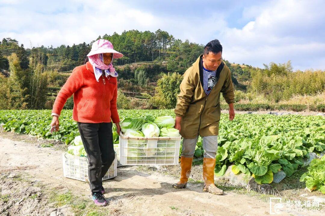 糯叽叽、甜如蜜！福州这些冬日限定美味你都吃过吗？
