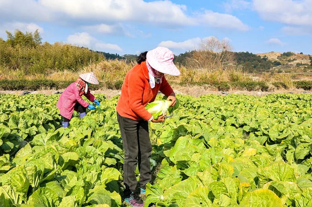 糯叽叽、甜如蜜！福州这些冬日限定美味你都吃过吗？