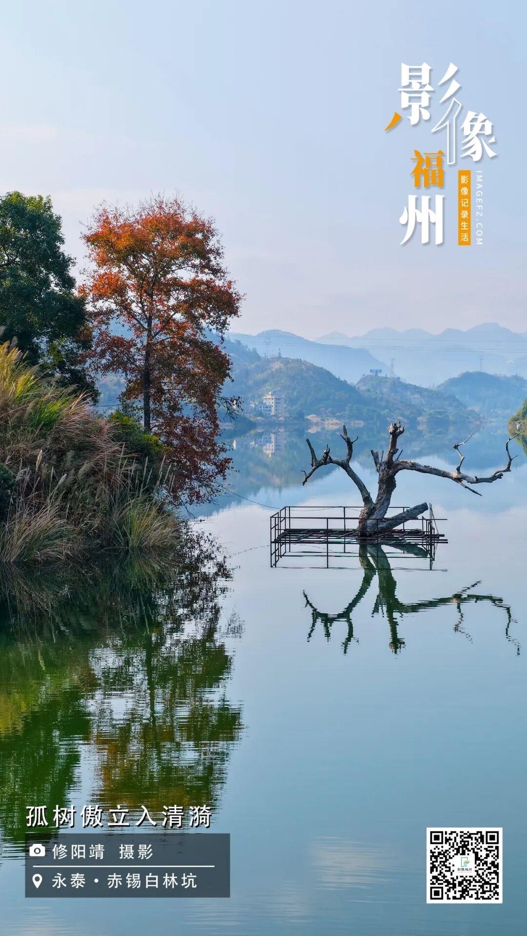 影像福州丨孤树傲立入清漪