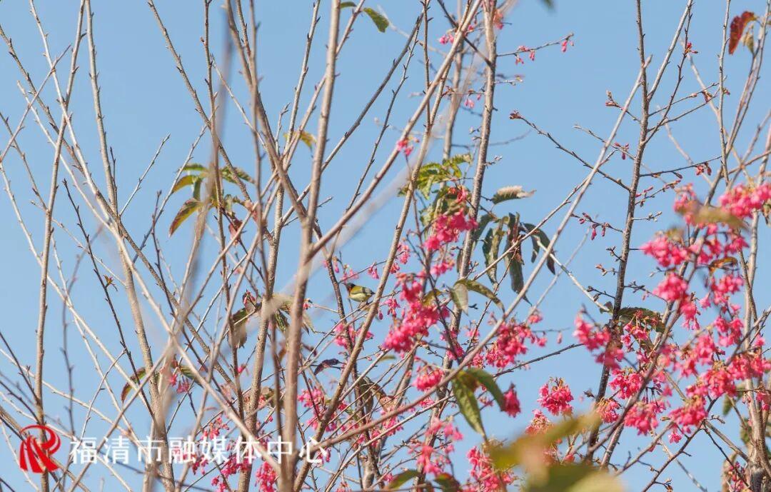 全长约10公里！福清又多一条游玩路线！