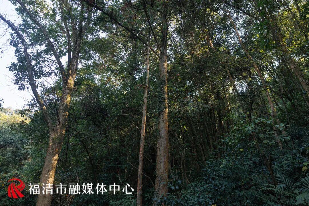 全长约10公里！福清又多一条游玩路线！