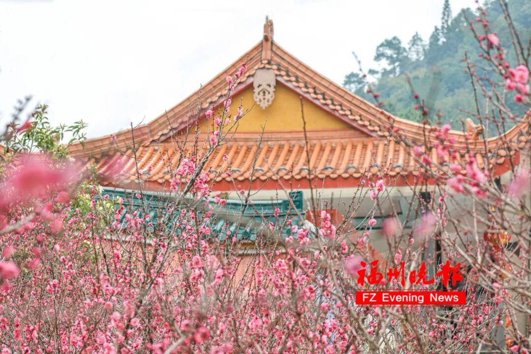 免费开放！福州梅洋，“梅”景如画！