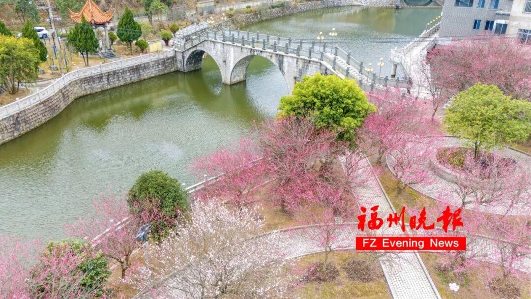 免费开放！福州梅洋，“梅”景如画！