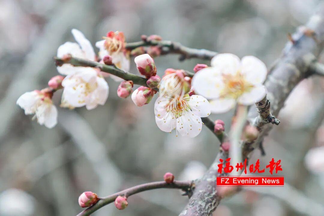 免费开放！福州梅洋，“梅”景如画！