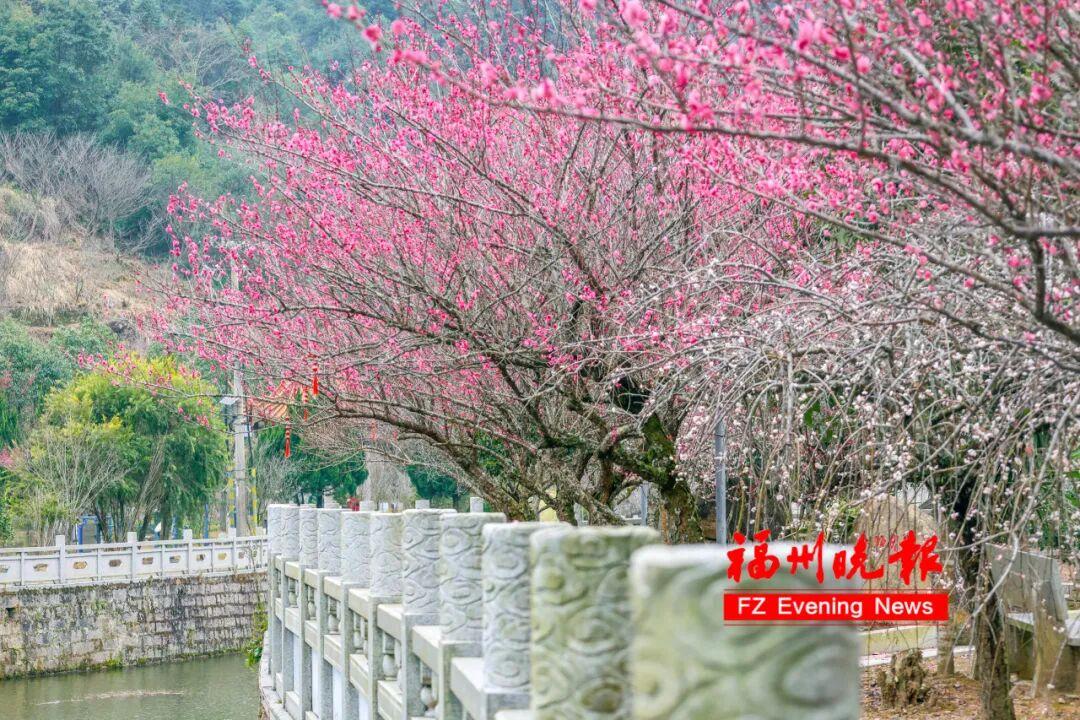 免费开放！福州梅洋，“梅”景如画！