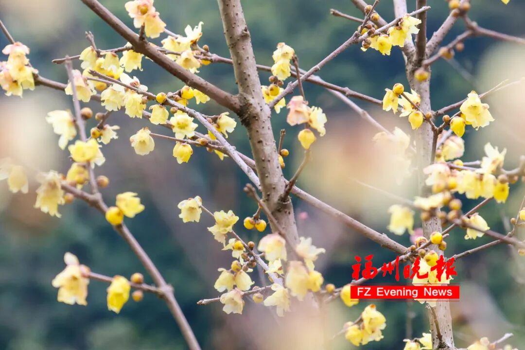 免费开放！福州梅洋，“梅”景如画！