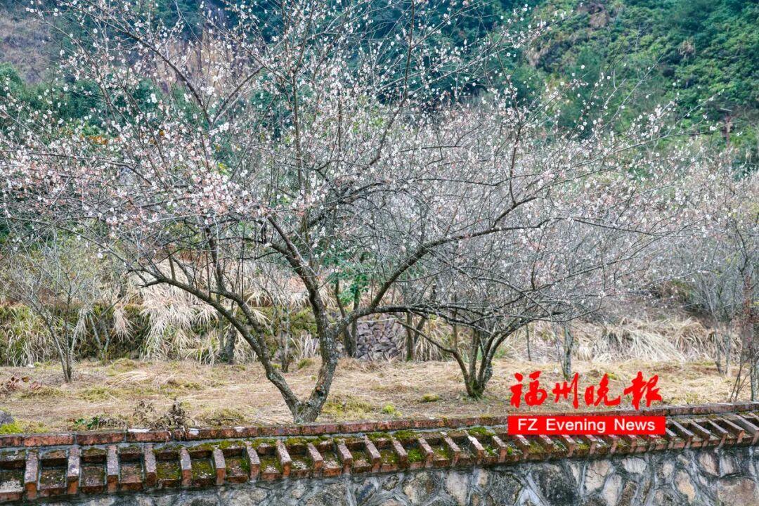 免费开放！福州梅洋，“梅”景如画！