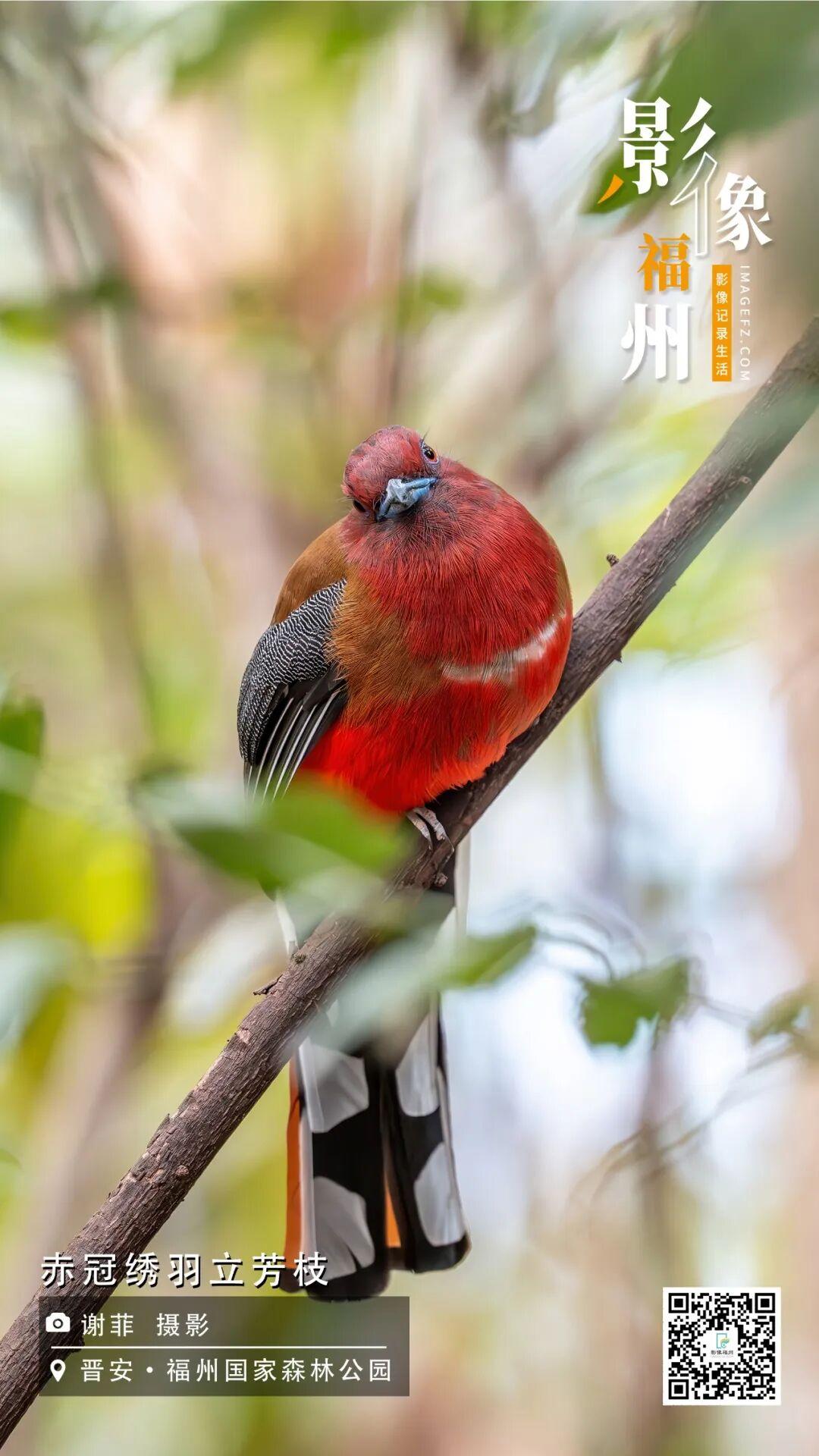 影像福州丨赤冠绣羽立芳枝