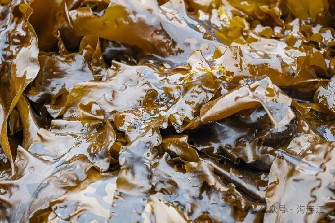 鲜美！福州“海中嫩芽”上市啦！