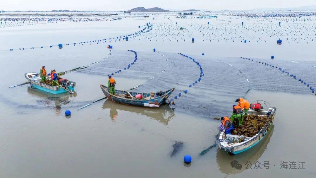 鲜美！福州“海中嫩芽”上市啦！