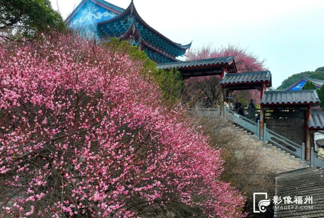 冬日顶流！福州这里的“梅”景如期而至！