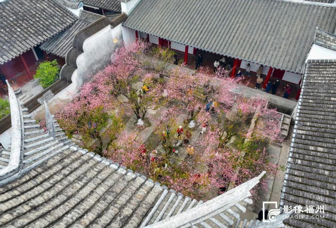 冬日顶流！福州这里的“梅”景如期而至！