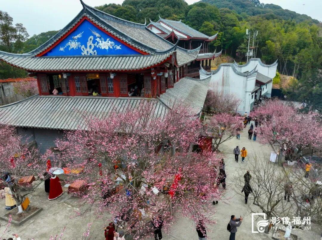 冬日顶流！福州这里的“梅”景如期而至！