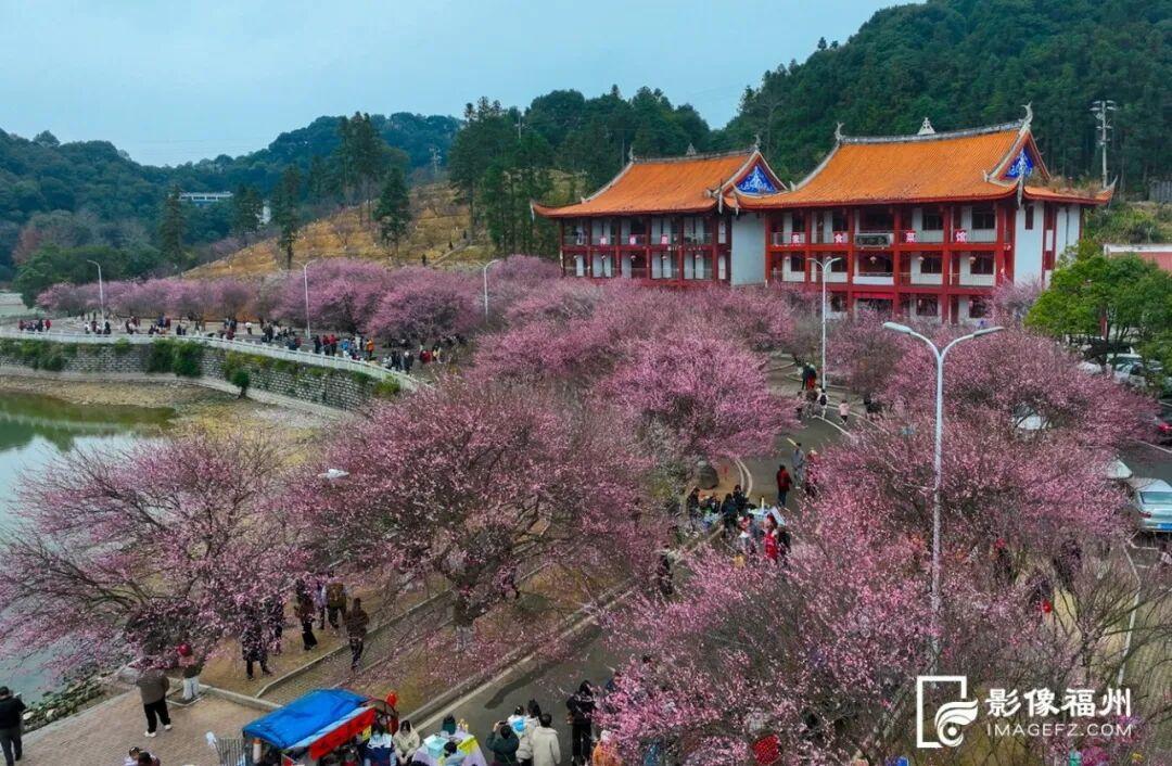 冬日顶流！福州这里的“梅”景如期而至！