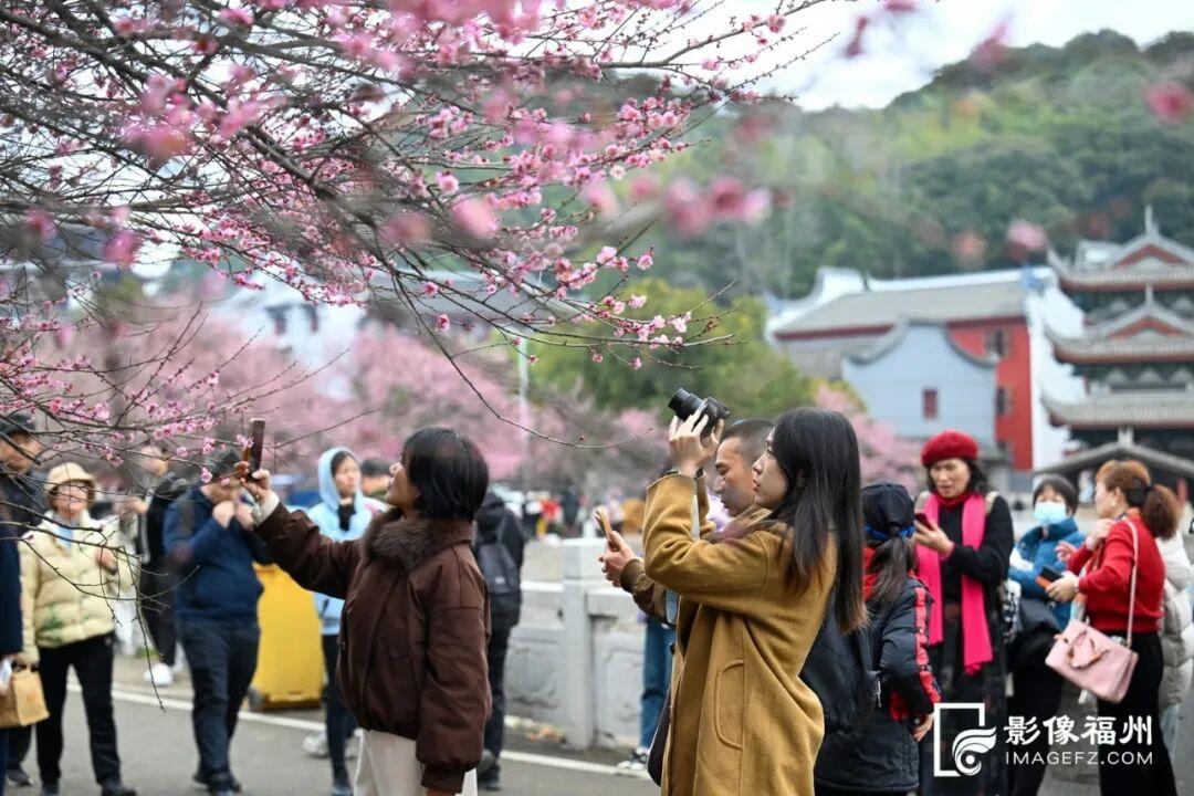 冬日顶流！福州这里的“梅”景如期而至！