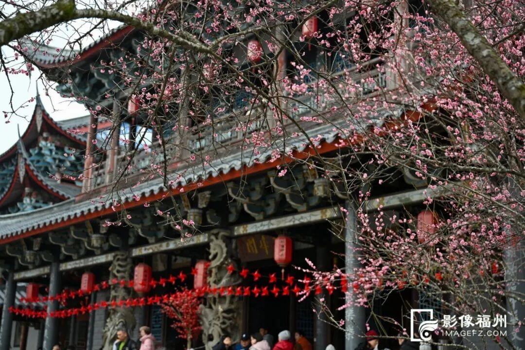 冬日顶流！福州这里的“梅”景如期而至！