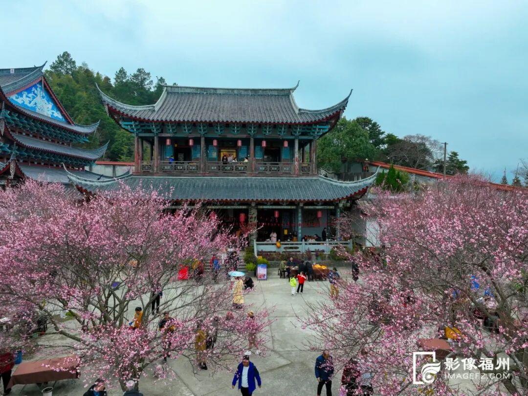 冬日顶流！福州这里的“梅”景如期而至！
