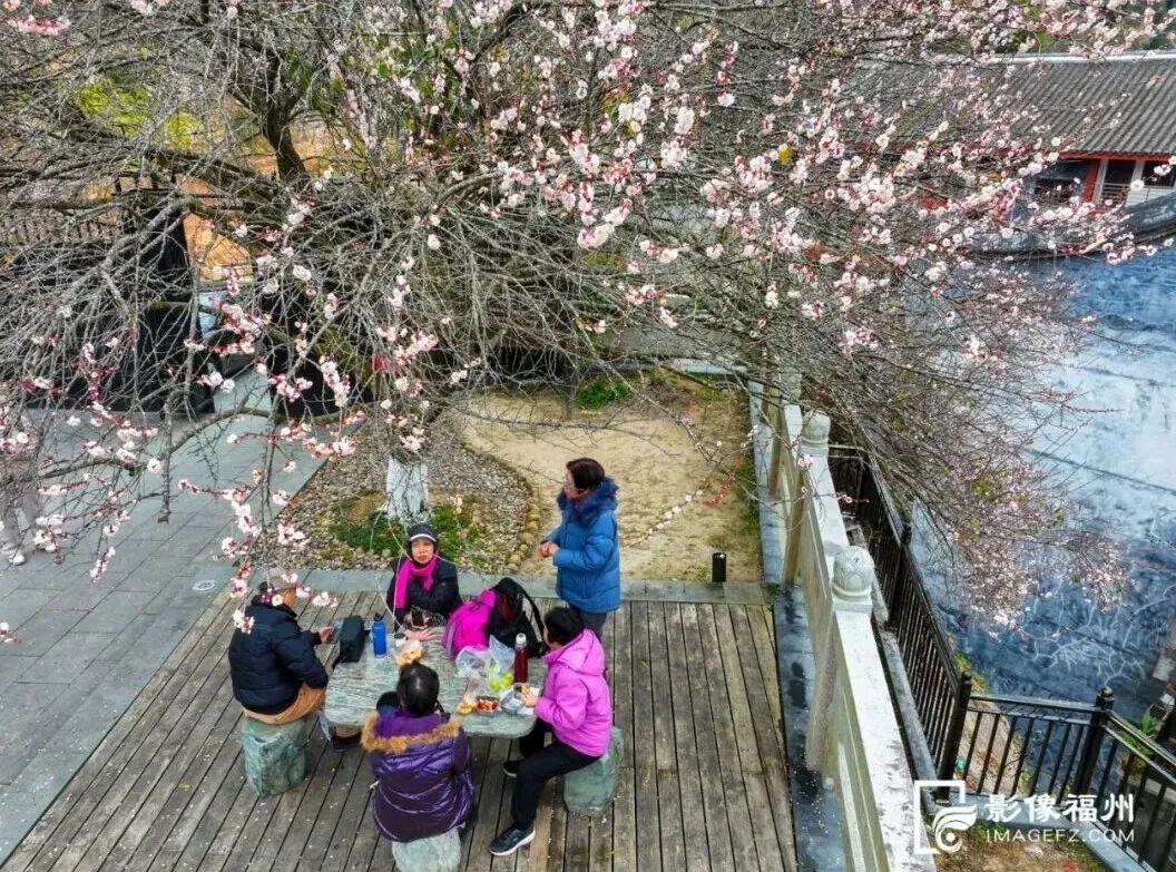 冬日顶流！福州这里的“梅”景如期而至！