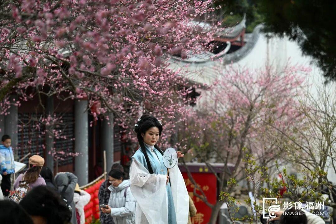 冬日顶流！福州这里的“梅”景如期而至！