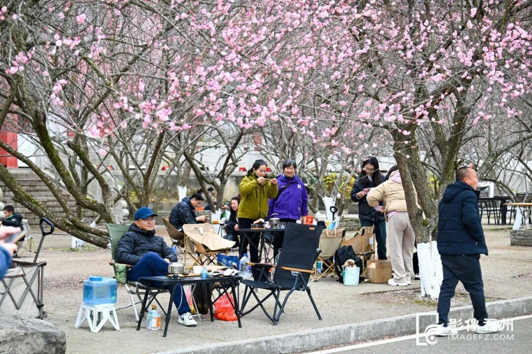 冬日顶流！福州这里的“梅”景如期而至！