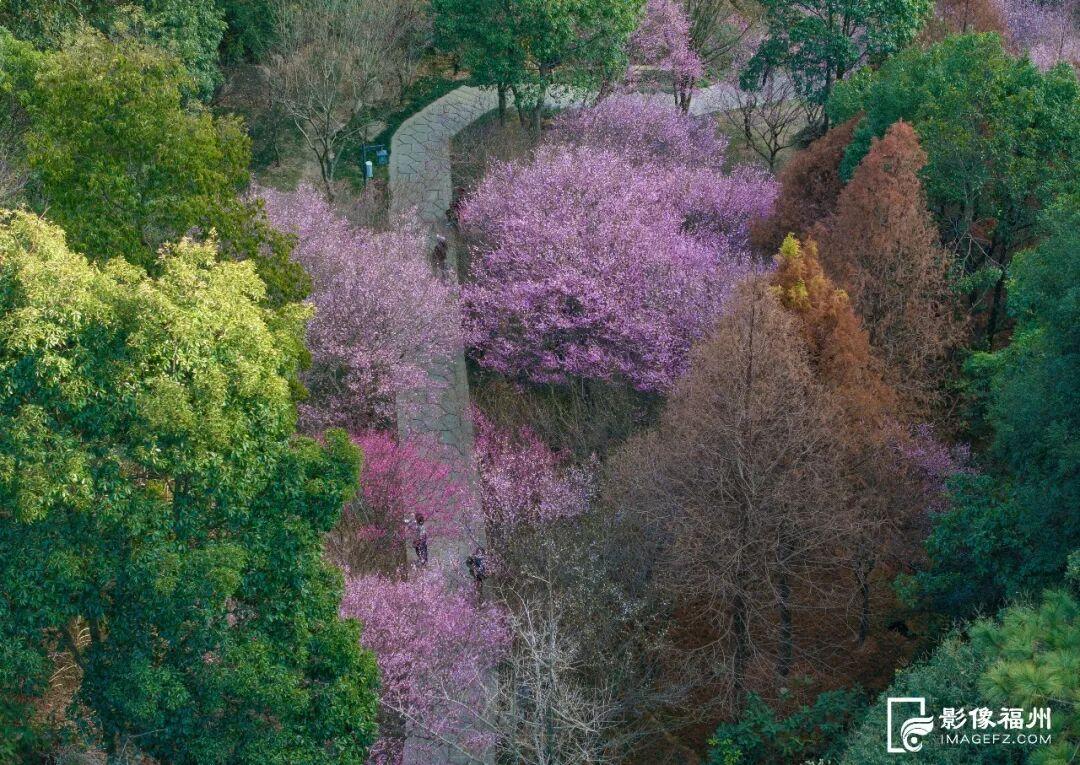 福州市区最大！梅花已盛放！