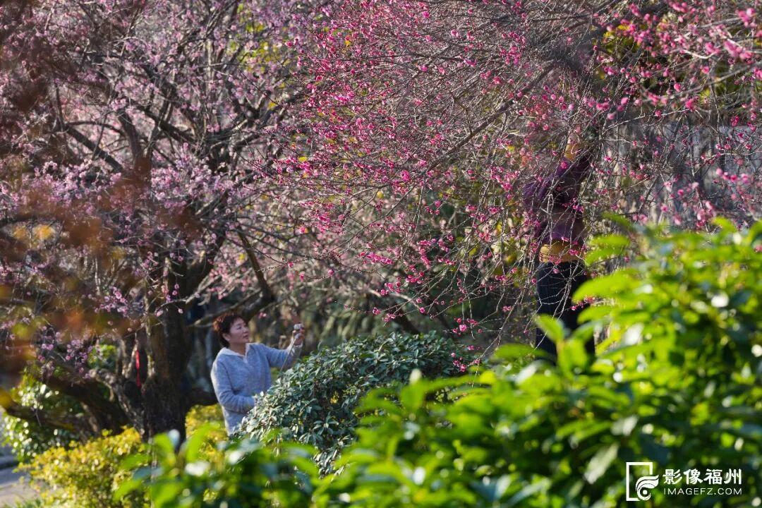 福州市区最大！梅花已盛放！