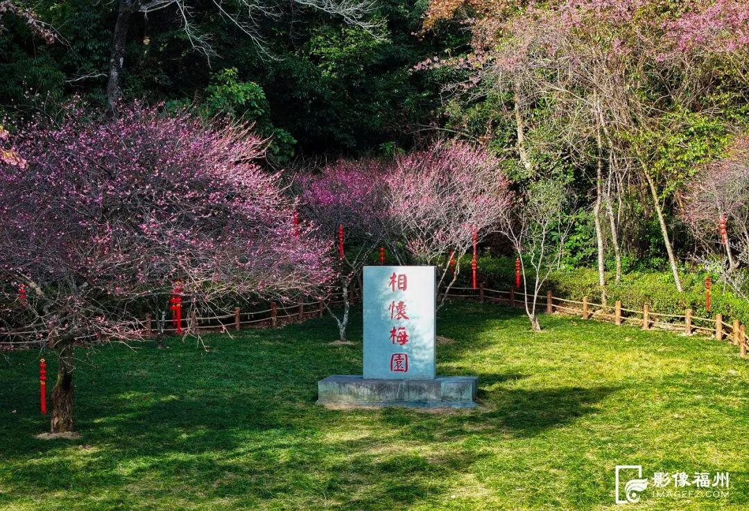 福州市区最大！梅花已盛放！