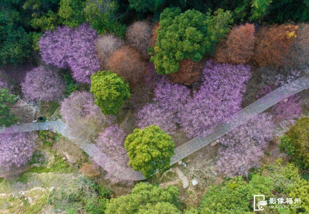 福州市区最大！梅花已盛放！