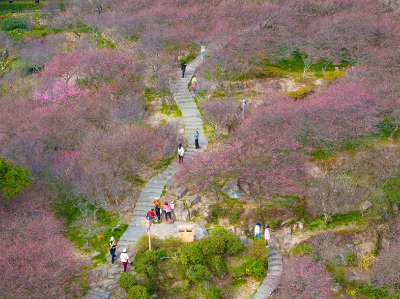 福州市区最大！梅花已盛放！