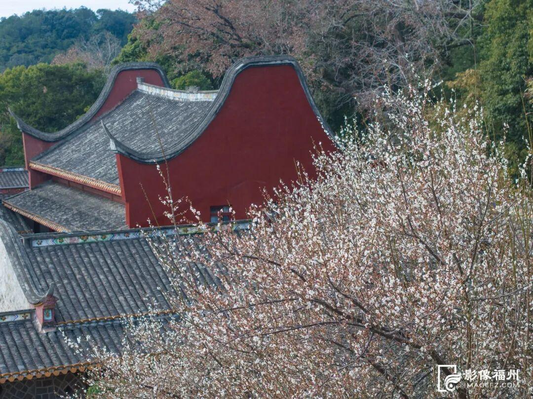 福州市区最大！梅花已盛放！