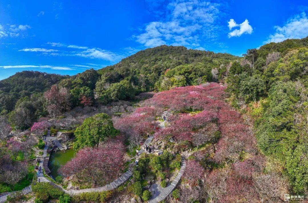 福州市区最大！梅花已盛放！
