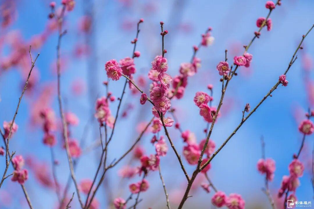 福州市区最大！梅花已盛放！