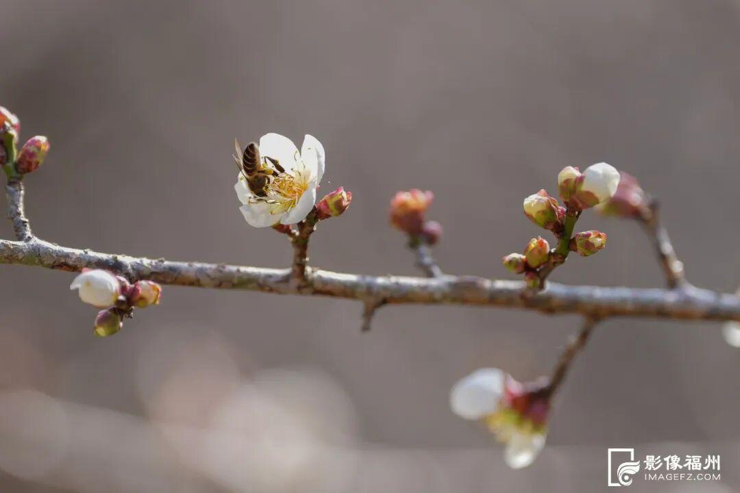 福州市区最大！梅花已盛放！