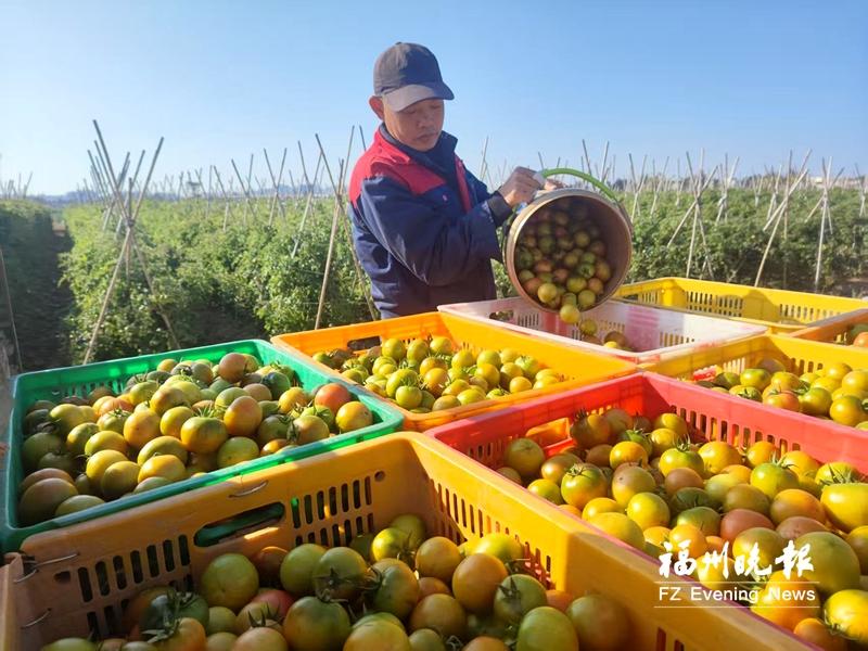 福清海口铁皮柿子丰产