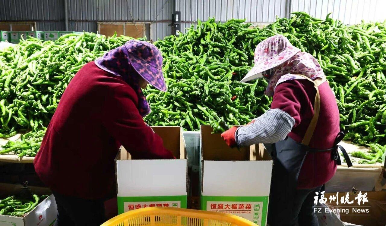 福清港头千亩尖椒产销两旺