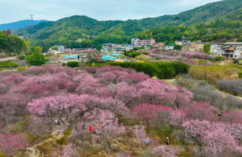 顶流诗意画卷！福州这里百亩百年古梅盛放！