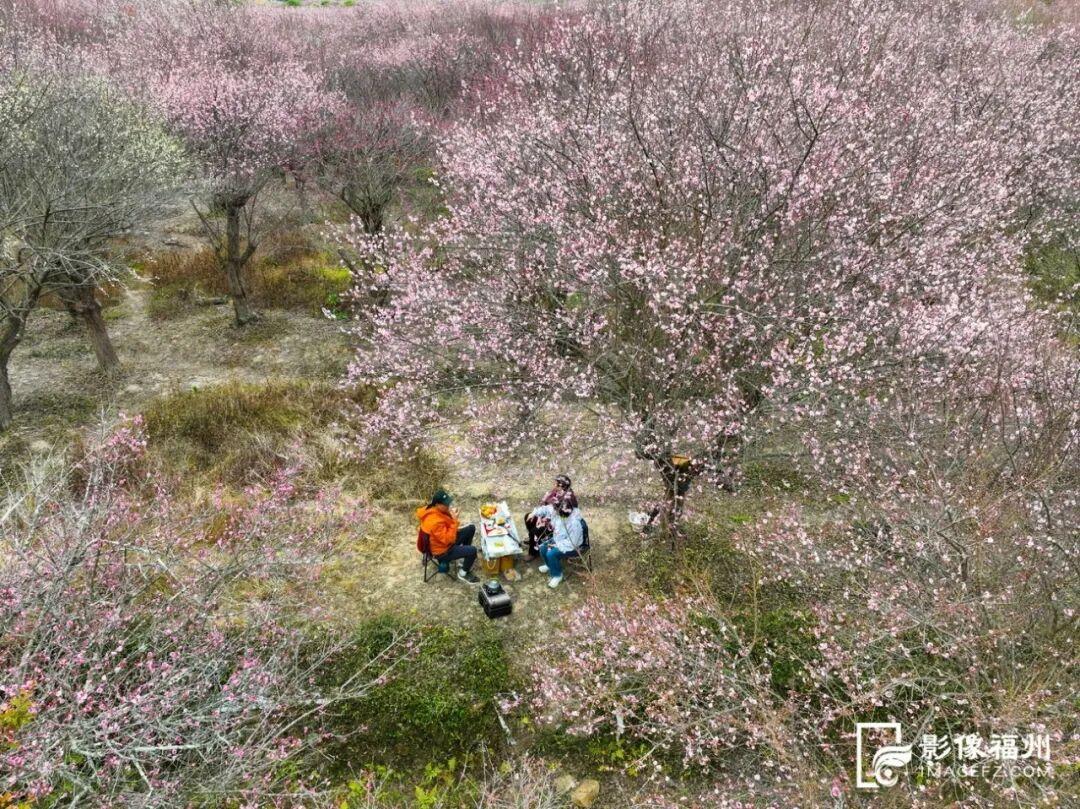 顶流诗意画卷！福州这里百亩百年古梅盛放！