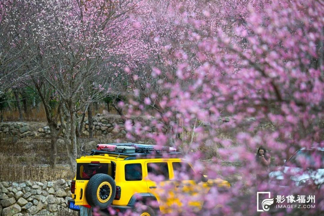 顶流诗意画卷！福州这里百亩百年古梅盛放！