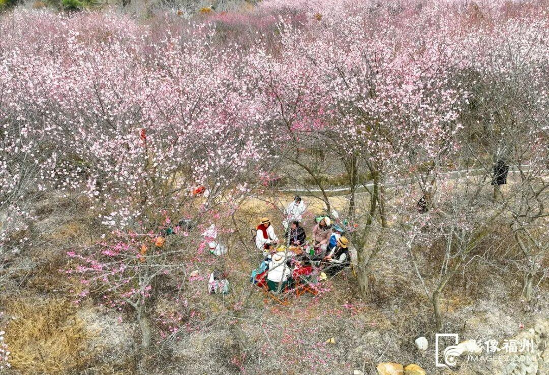 顶流诗意画卷！福州这里百亩百年古梅盛放！