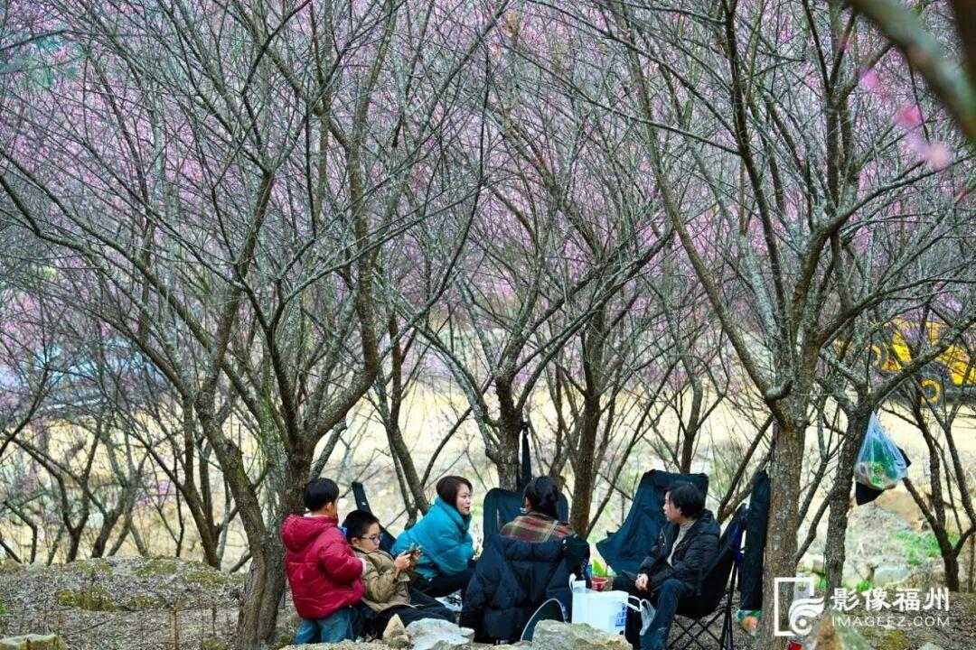 顶流诗意画卷！福州这里百亩百年古梅盛放！