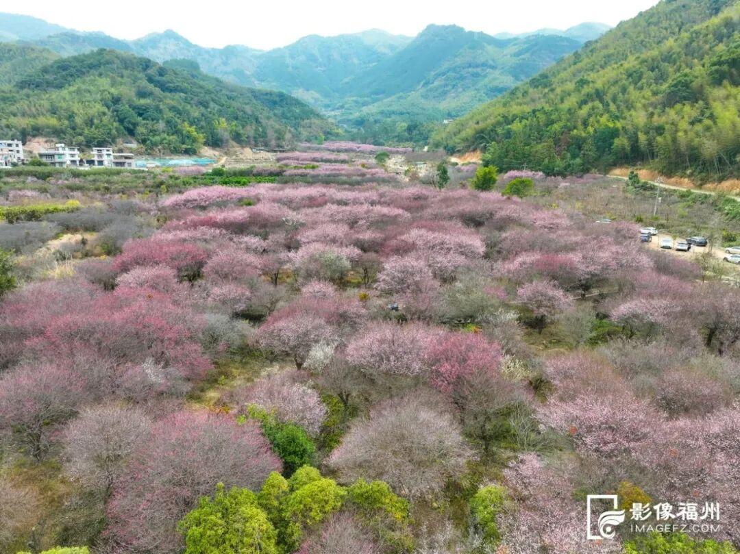 顶流诗意画卷！福州这里百亩百年古梅盛放！