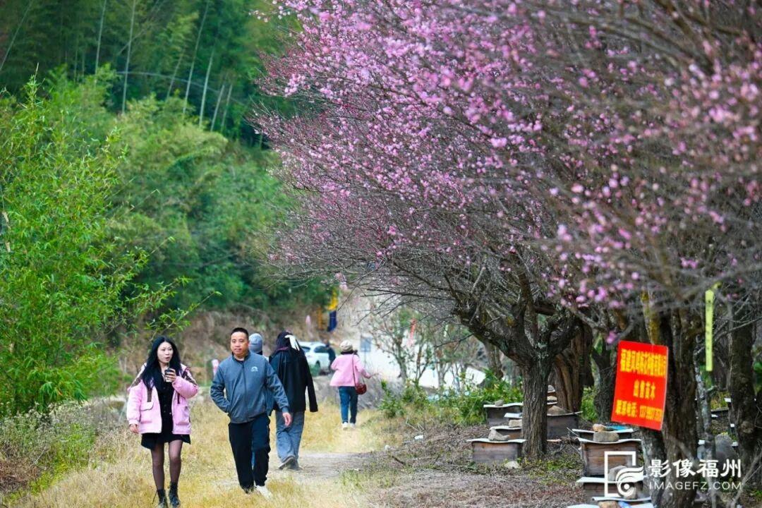 顶流诗意画卷！福州这里百亩百年古梅盛放！