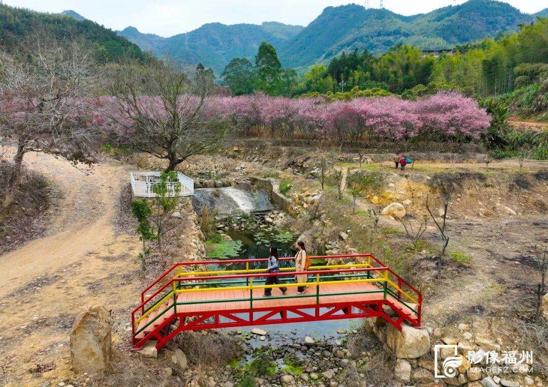 顶流诗意画卷！福州这里百亩百年古梅盛放！